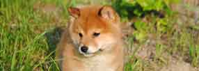 Shiba Inu Puppy