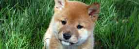 Shiba Inu Puppy